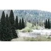 WOODLAND SCENICS 2" - 4" Ready Made Evergreen Value Pack (1 -Walthers shop TR1585 f 1